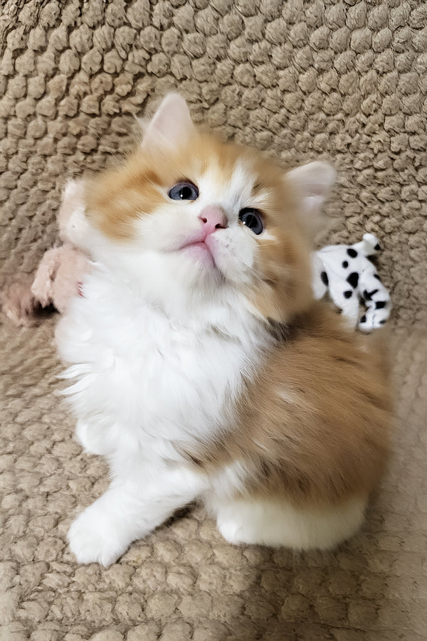 Daphnis | Siberian Kitten