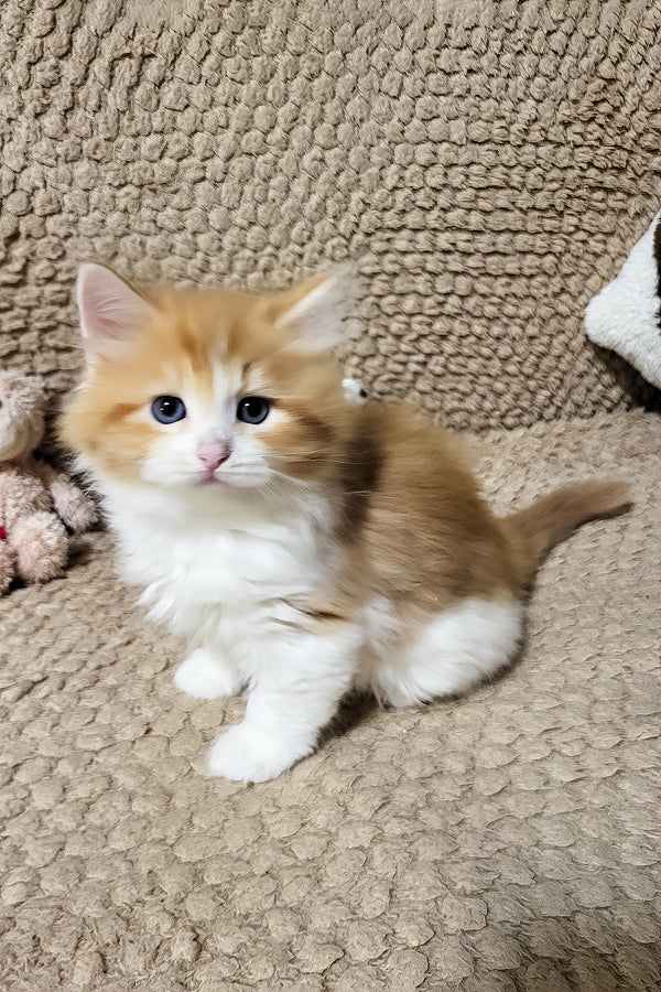 Daphnis | Siberian Kitten