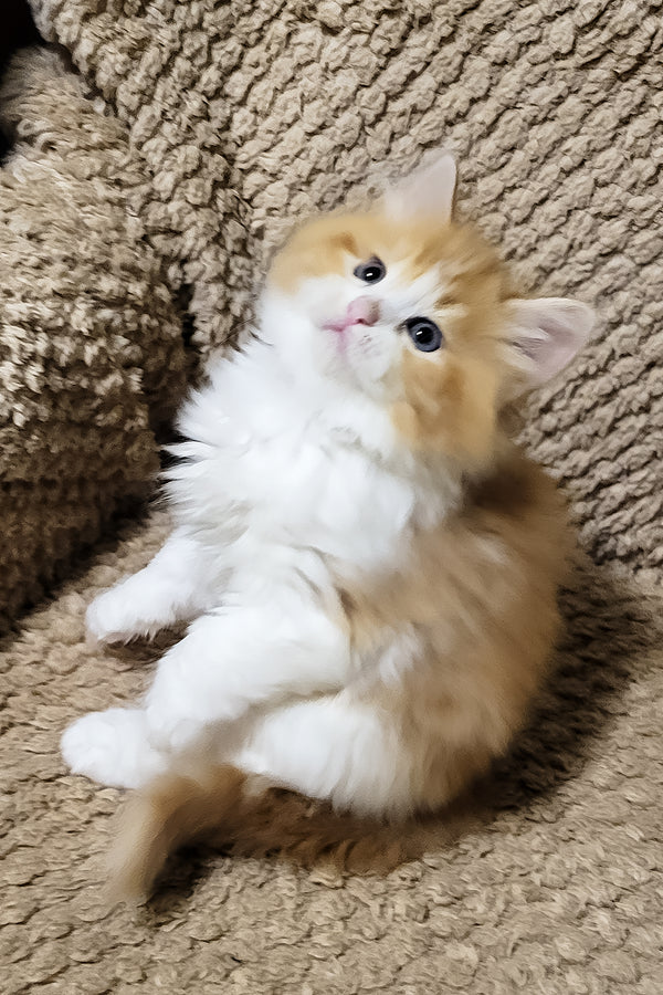 Daphnis | Siberian Kitten