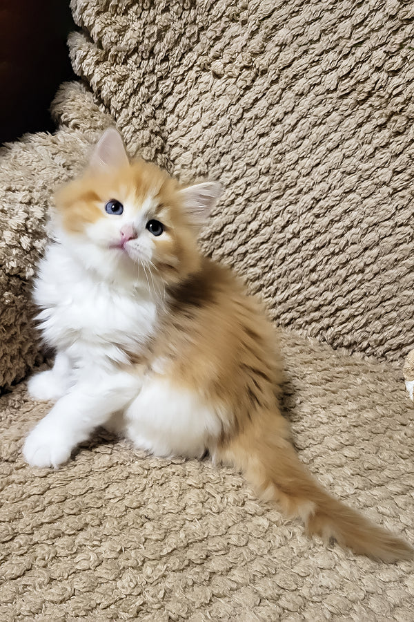 Daphnis | Siberian Kitten