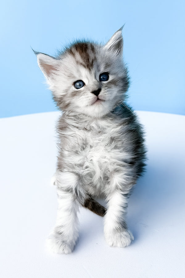 Darra | Maine Coon Kitten