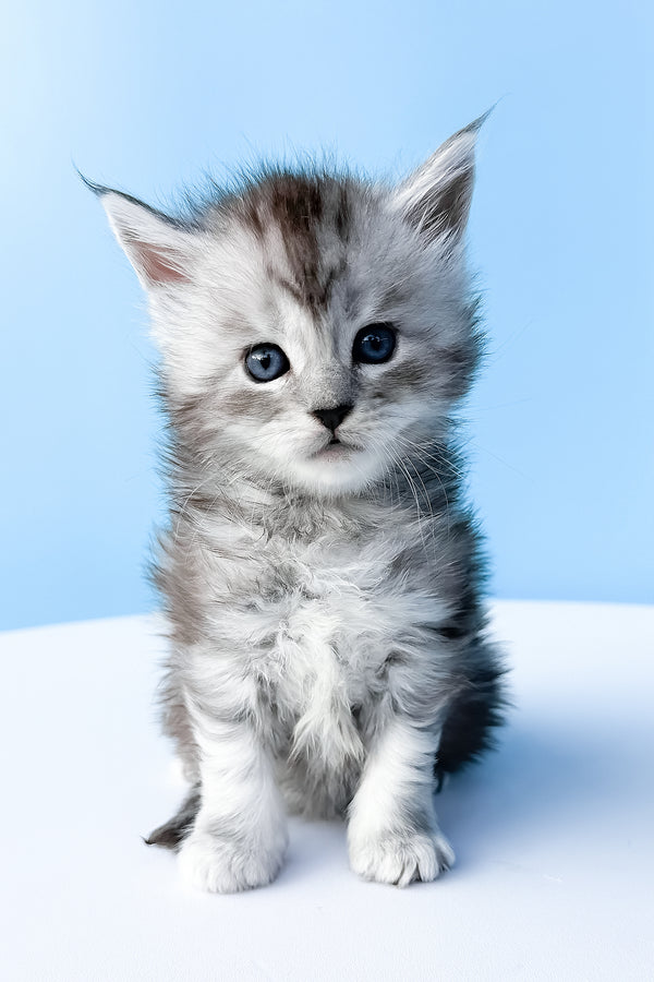 Darra | Maine Coon Kitten
