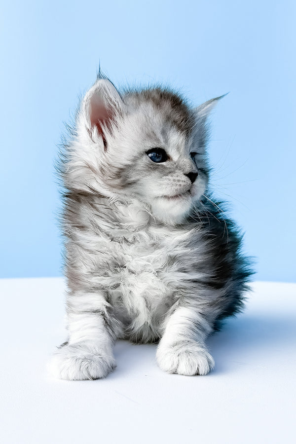 Darra | Maine Coon Kitten