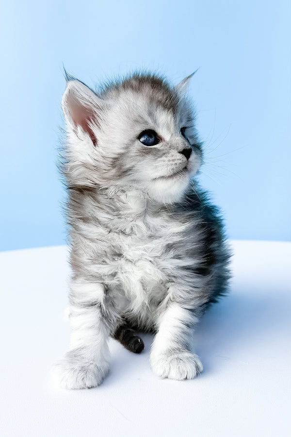 Darra | Maine Coon Kitten