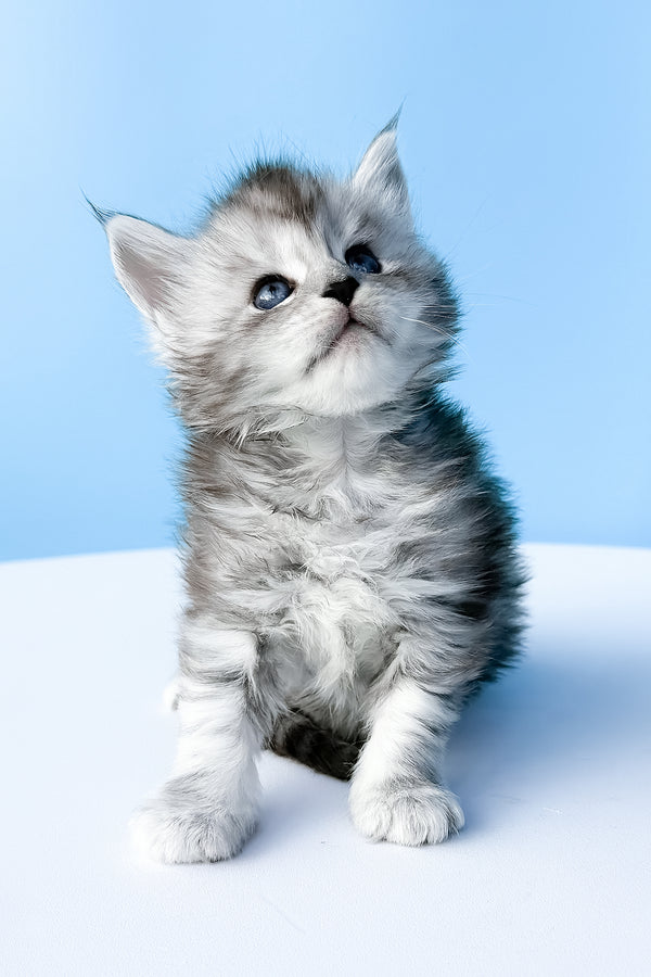 Darra | Maine Coon Kitten