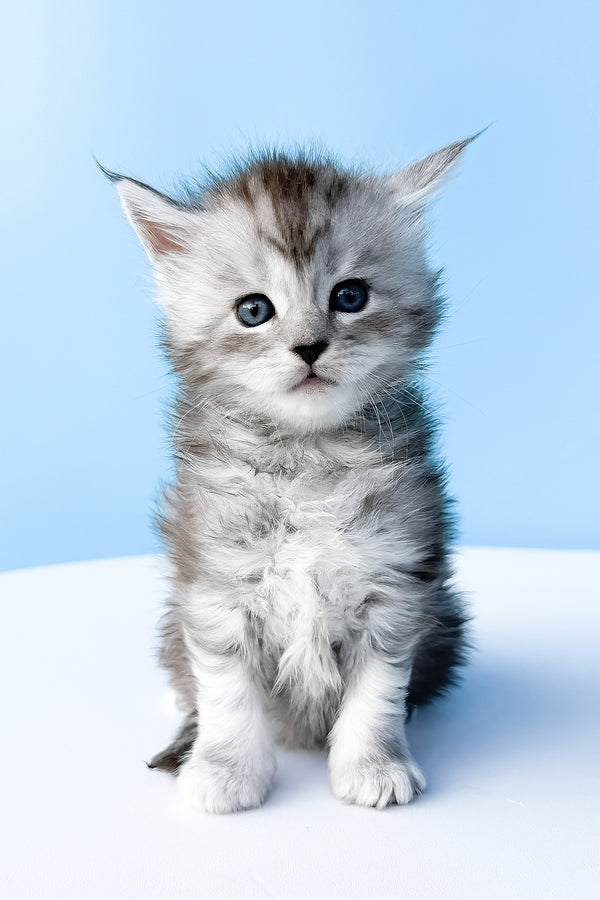 Darra | Maine Coon Kitten
