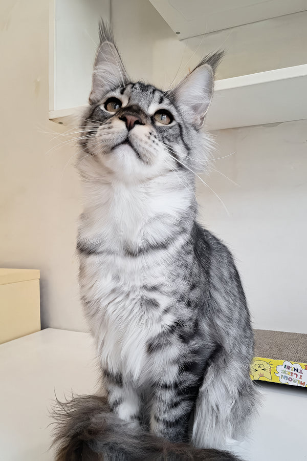 Dior | Maine Coon Kitten