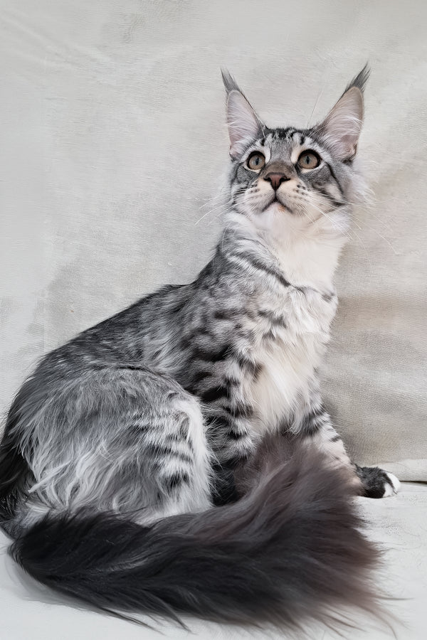 Dior | Maine Coon Kitten