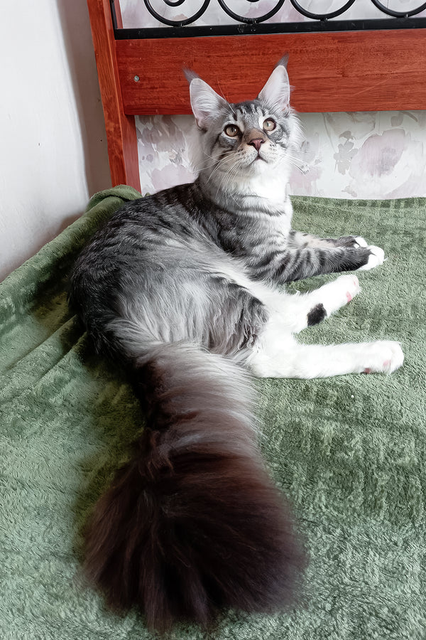 Dior | Maine Coon Kitten