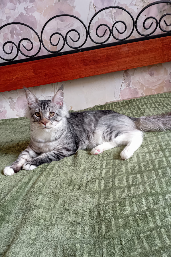 Dior | Maine Coon Kitten