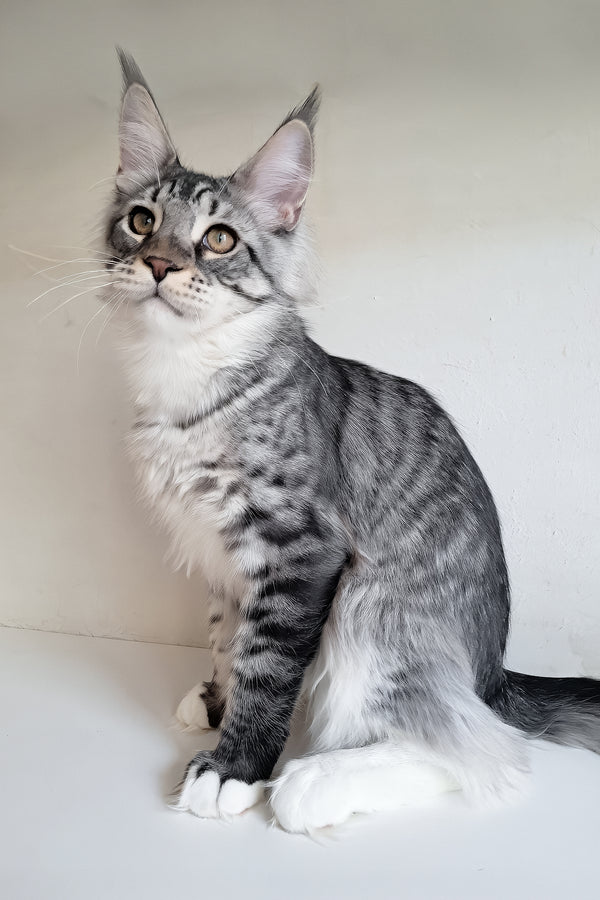 Dior | Maine Coon Kitten