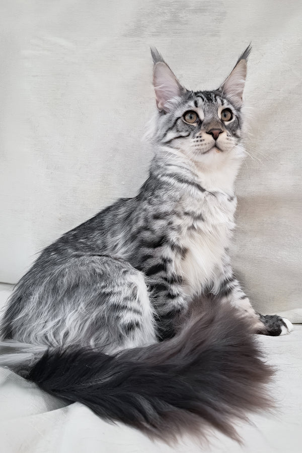 Dior | Maine Coon Kitten