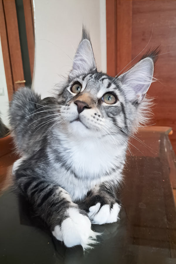 Dior | Maine Coon Kitten