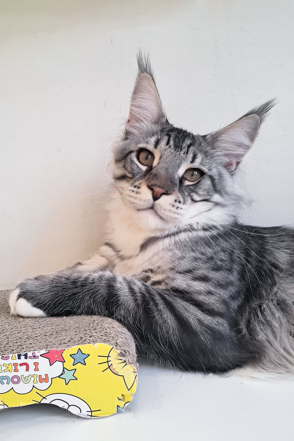 Dior | Maine Coon Kitten