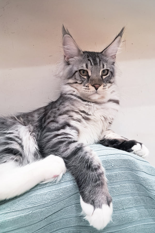 Dior | Maine Coon Kitten