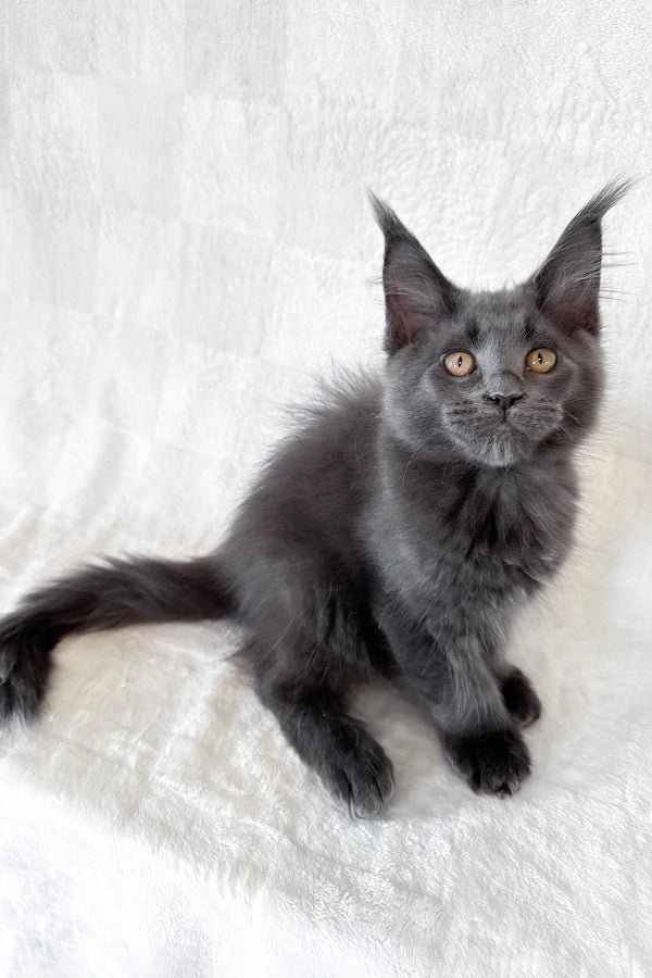 Dash | Maine Coon Kitten