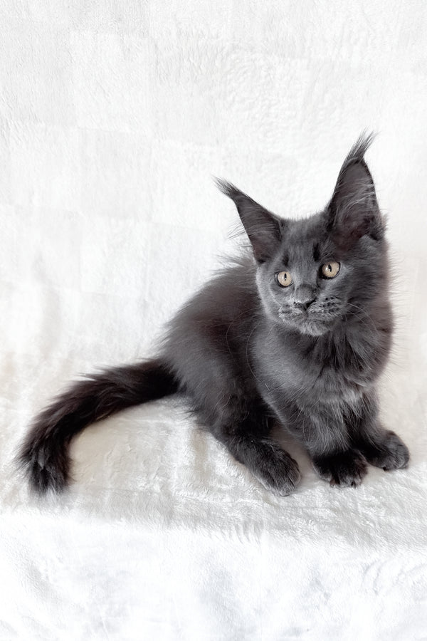 Dash | Maine Coon Kitten