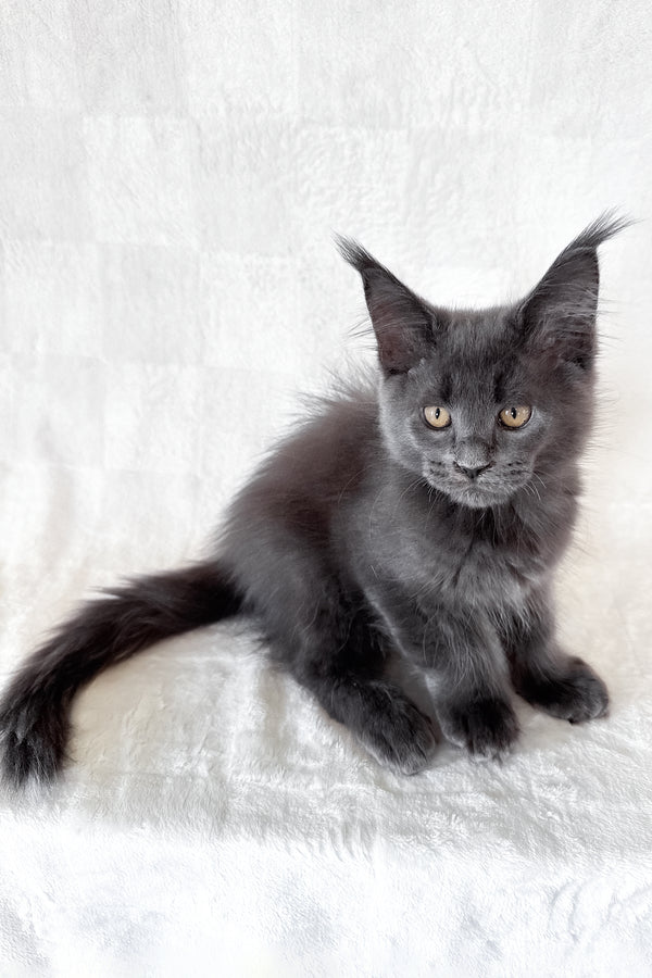 Dash | Maine Coon Kitten