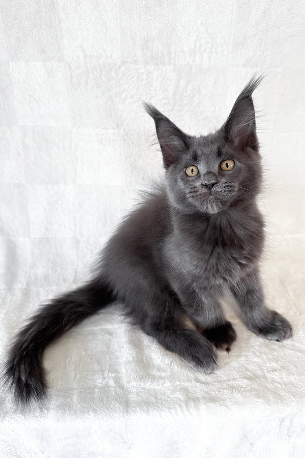 Dash | Maine Coon Kitten