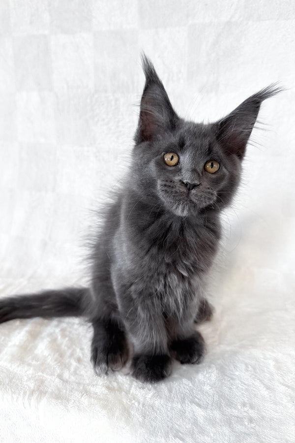 Dash | Maine Coon Kitten