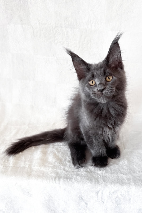 Dash | Maine Coon Kitten