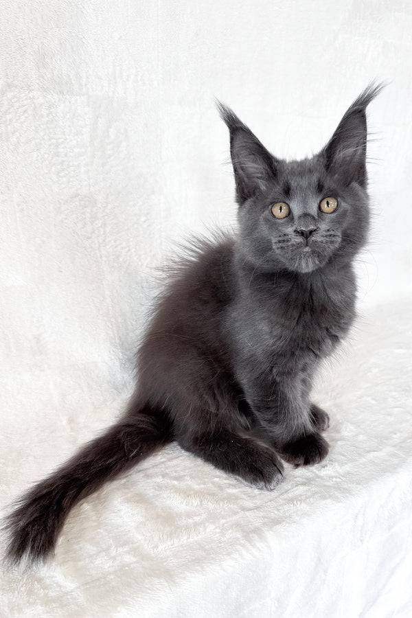Dash | Maine Coon Kitten