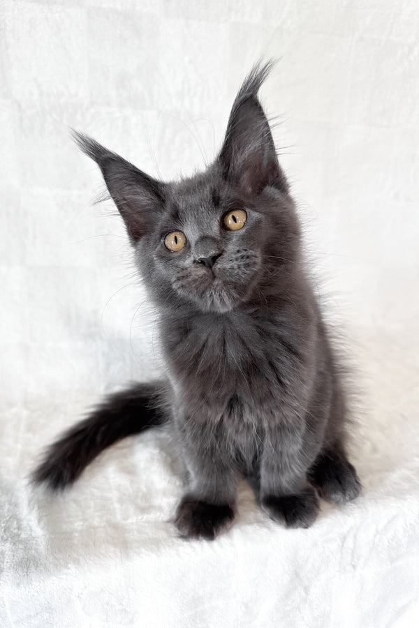 Dash | Maine Coon Kitten