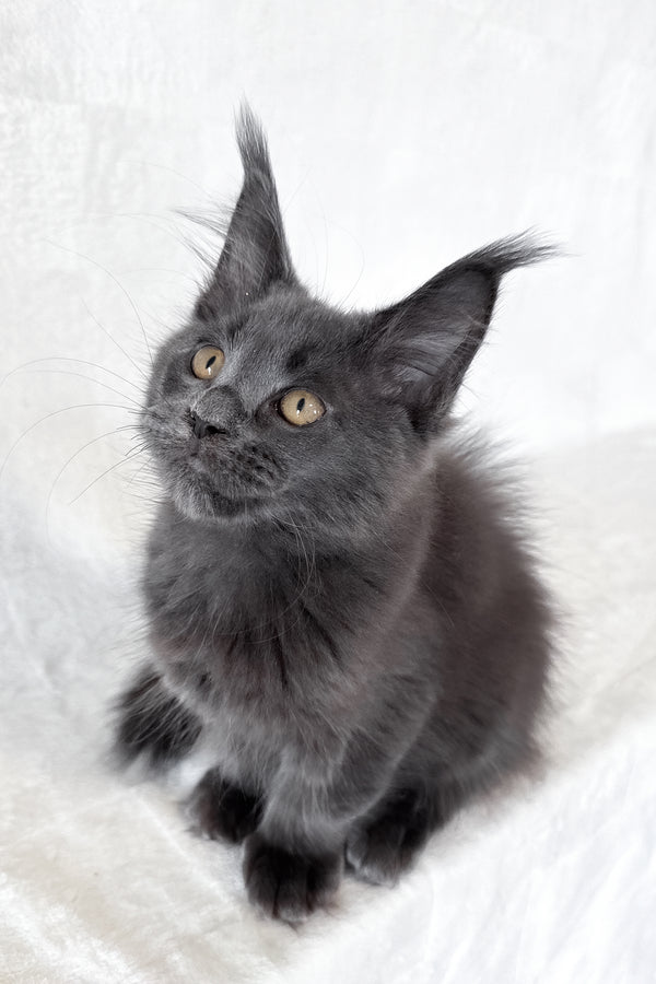 Dash | Maine Coon Kitten