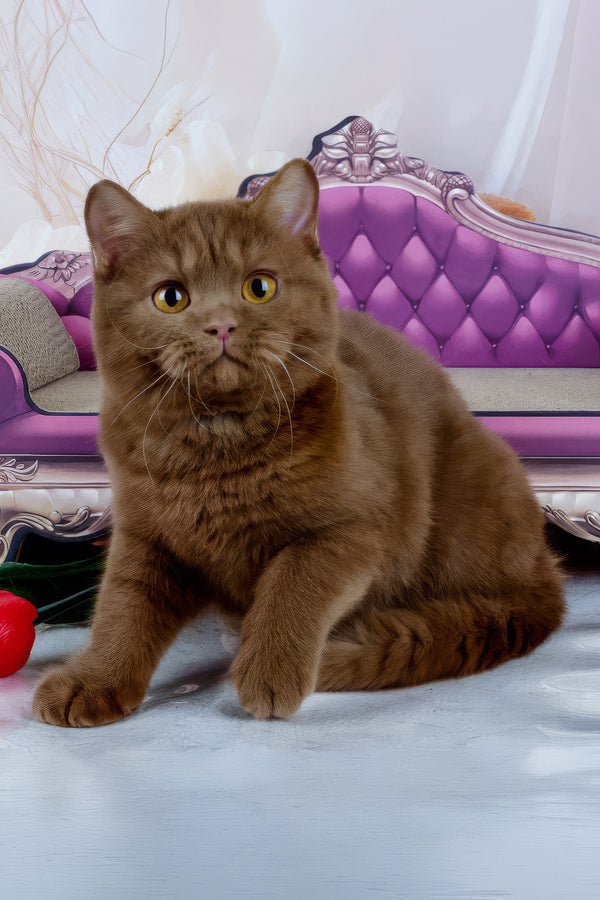 Davis | British Shorthair Kitten