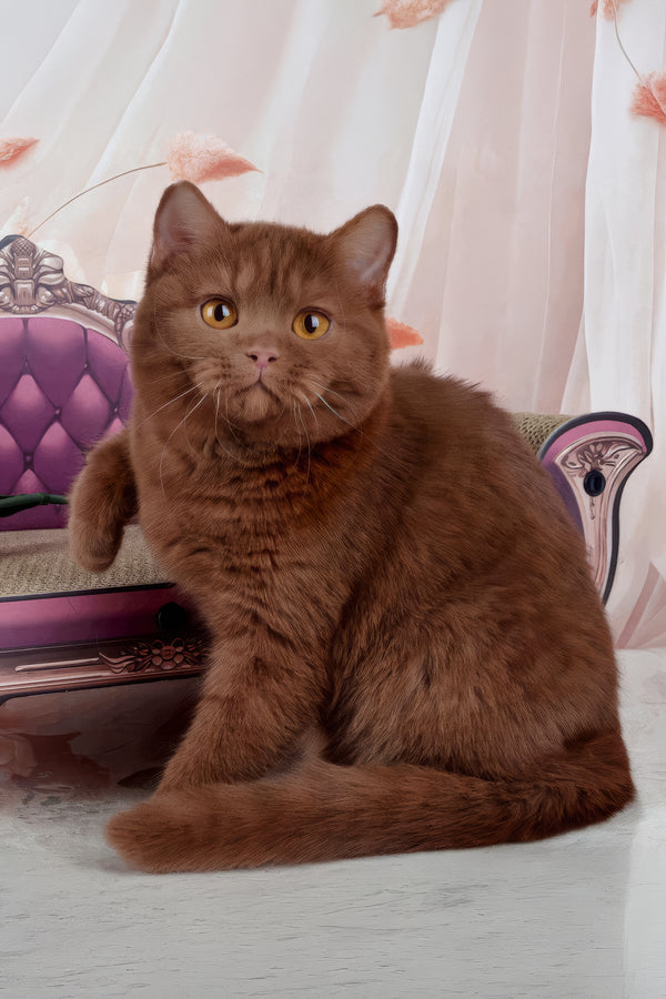Davis | British Shorthair Kitten