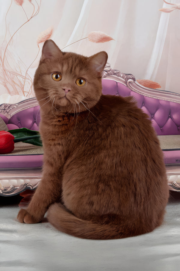 Davis | British Shorthair Kitten