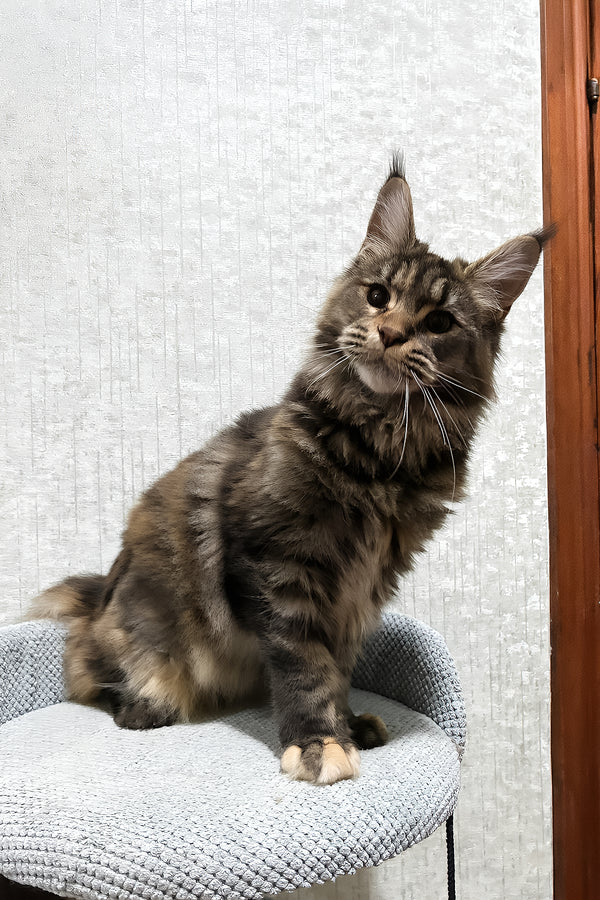 Delia | Maine Coon Kitten