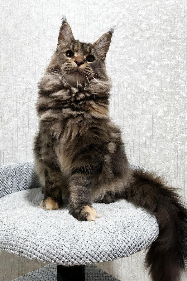 Delia | Maine Coon Kitten