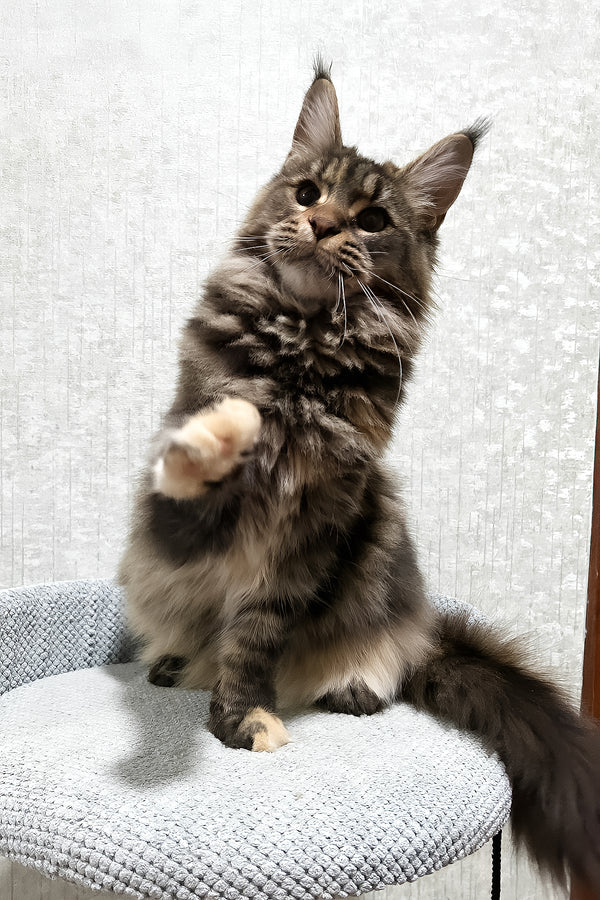 Delia | Maine Coon Kitten