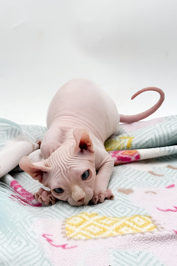 Demi | Dwelf Sphynx Kitten