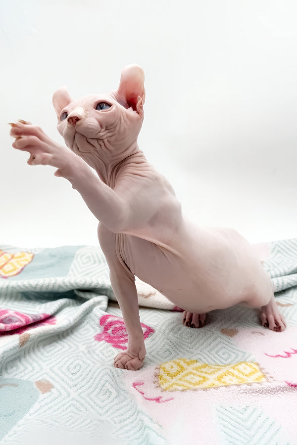 Demi | Dwelf Sphynx Kitten