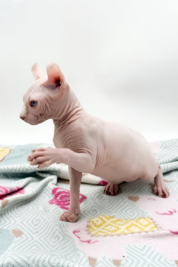 Demi | Dwelf Sphynx Kitten