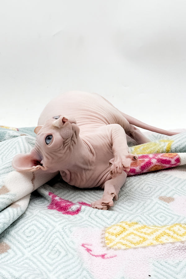 Demi | Dwelf Sphynx Kitten