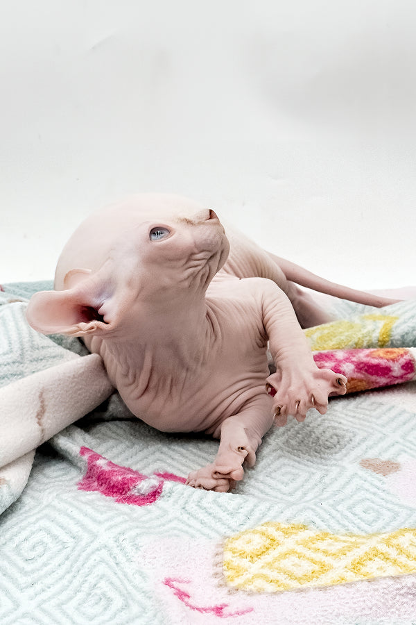 Demi | Dwelf Sphynx Kitten