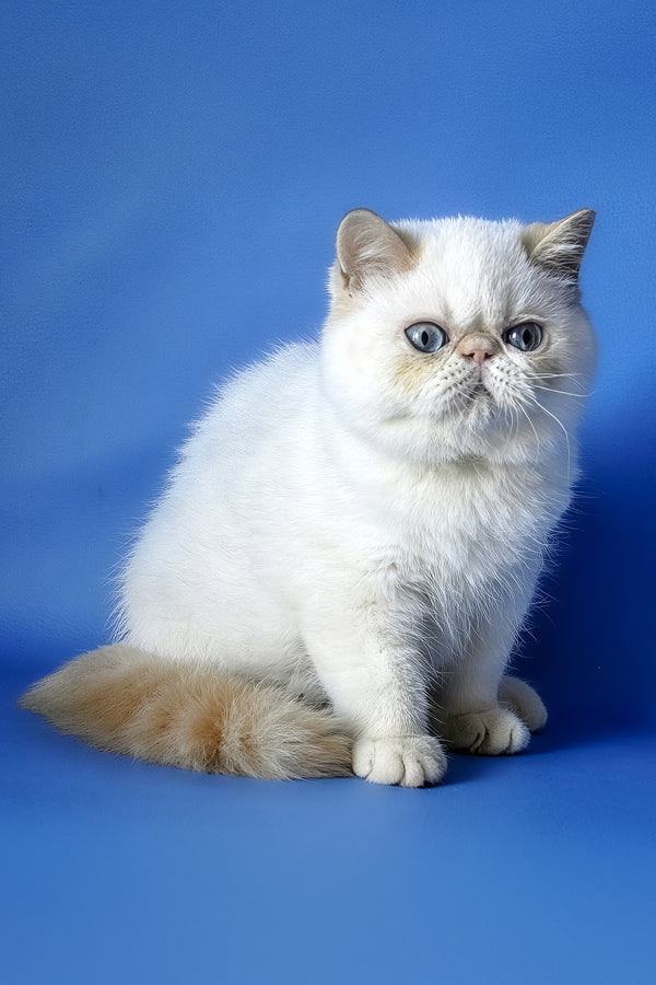 Dendri | Exotic Shorthair Kitten
