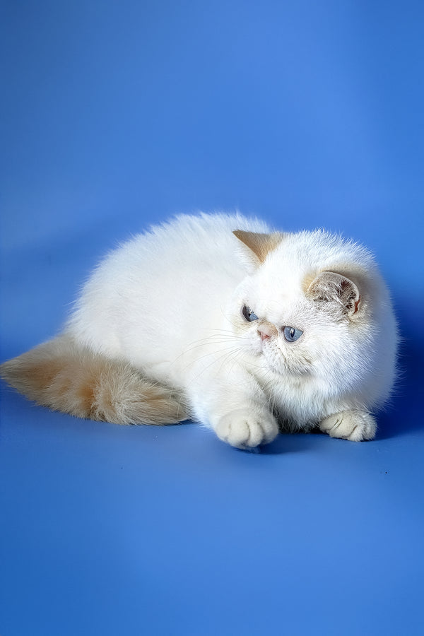 Dendri | Exotic Shorthair Kitten