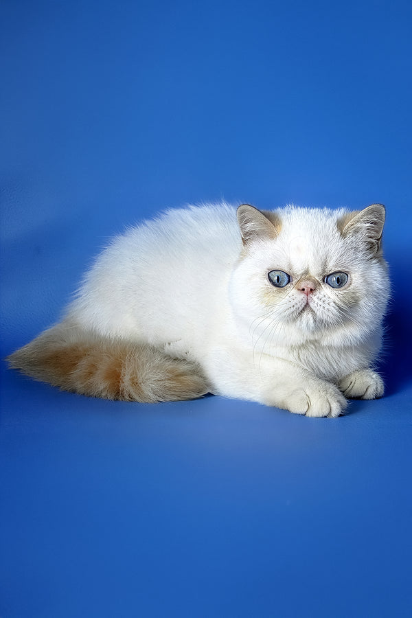 Dendri | Exotic Shorthair Kitten