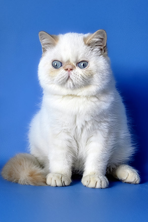 Dendri | Exotic Shorthair Kitten