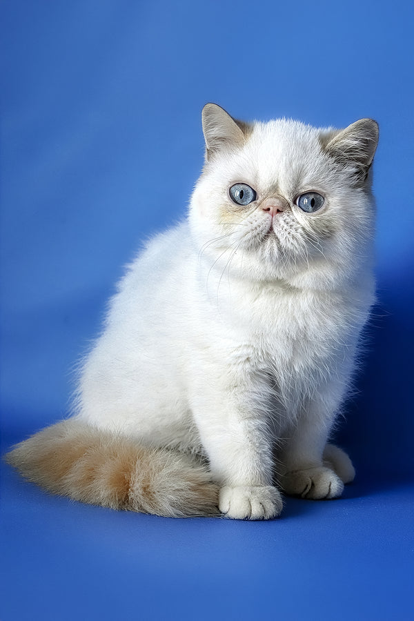 Dendri | Exotic Shorthair Kitten