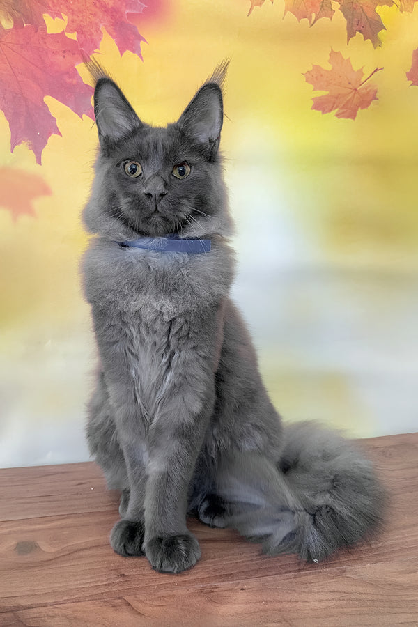 Deni | Maine Coon Kitten