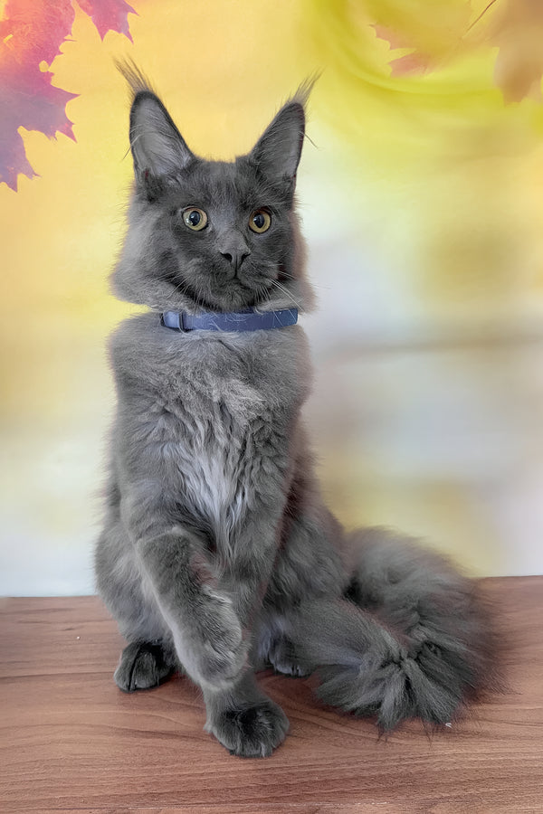 Deni | Maine Coon Kitten