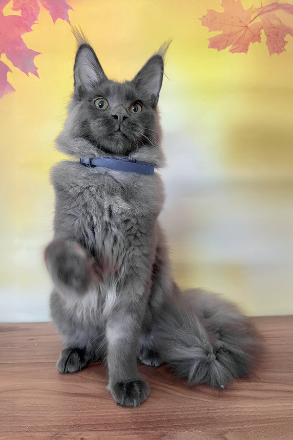 Deni | Maine Coon Kitten