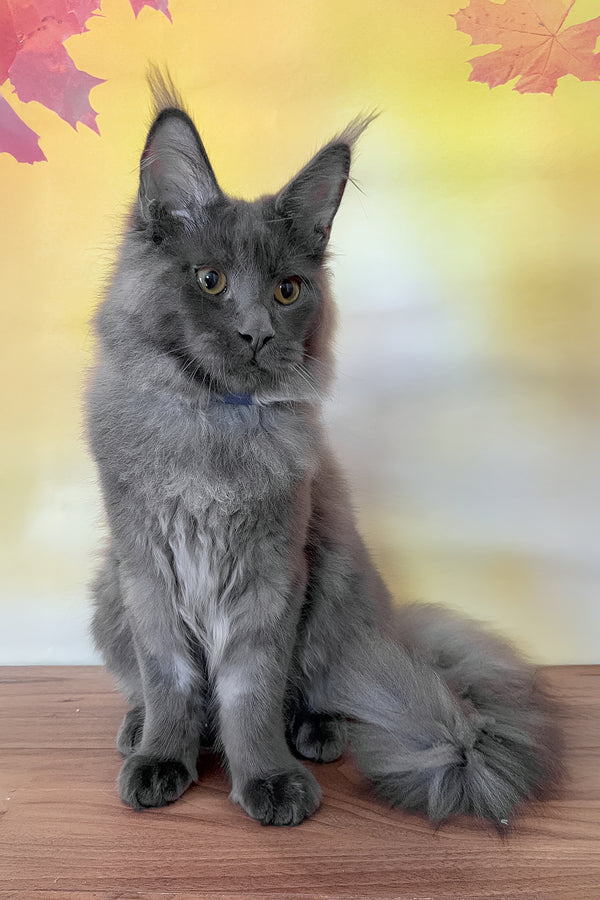Deni | Maine Coon Kitten