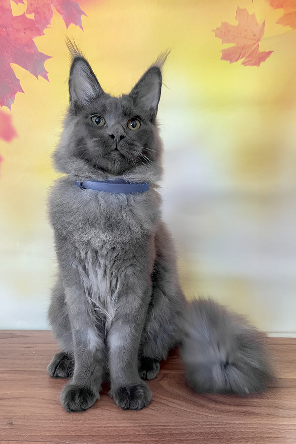 Deni | Maine Coon Kitten