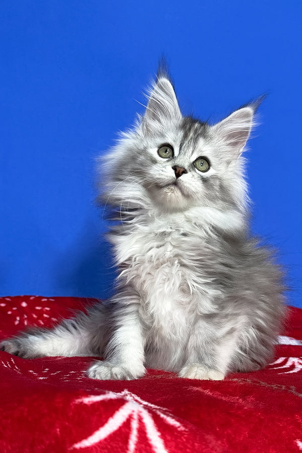 Denisa | Maine Coon Kitten